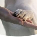 Soins animilier